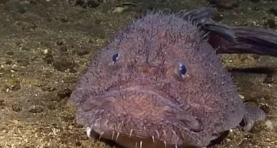 Одна з найстрашніших риб океану еволюціонувала несподіваним чином, – вчені